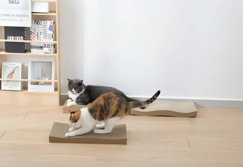 The Secret Mechanics of Scratching
