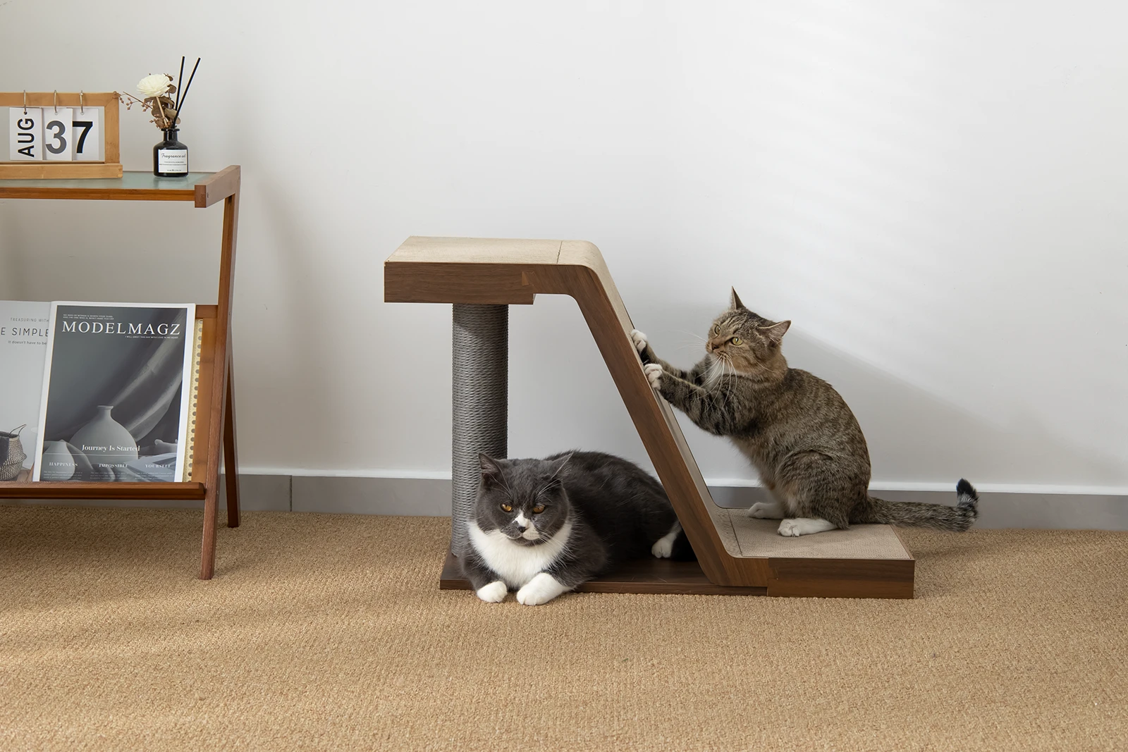 Human-being Cat Home Design